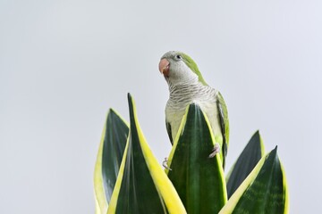 Green parrot quaker monk sitting on sansevieria houseplant