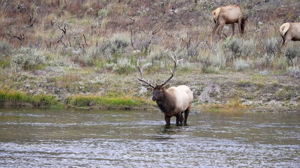 bull elk stands in the madison river at yellowstone