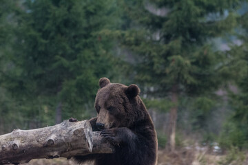 Naklejka na ściany i meble Close up big brown bear in forest