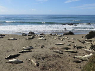 Fototapeta na wymiar elephant seals in the Piedras Blancas State Marine Reserve in San Simeon in California in the month of October, USA