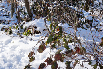 European robin in a snow-covered winter landscape