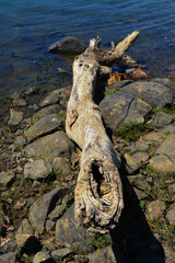 Tronco de árbol seco a orillas del lago en Mexico