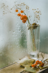 Jesienne kwiaty w kroplach deszczu na szybie - obrazy, fototapety, plakaty