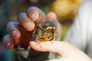 in the children's hands baby birds