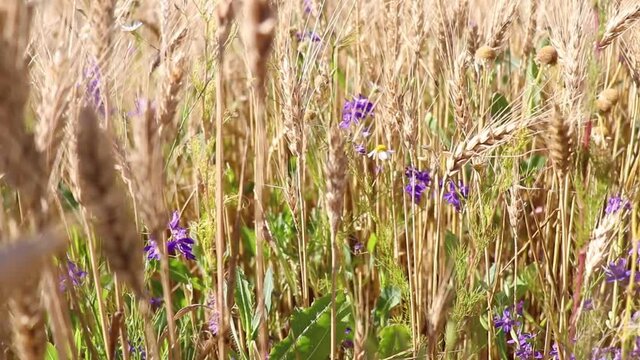 Regenerative agriculture. Rye crop field. Harvest on the farm. Yellow golden summer landscape.