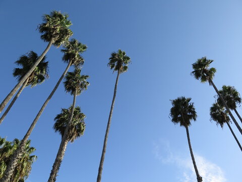 palm trees at the East Beach in Santa Barbara in California in the month of October, USA