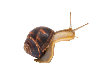 Woman pouring herself a glass of red wine. Woman drinking alcoholic beverages alone. Female alcoholism