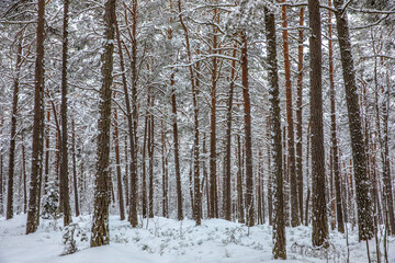 winter forest in the snow