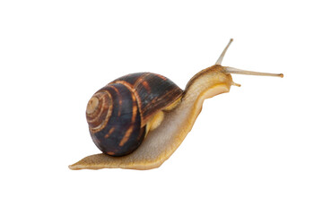 Garden snail with brown striped shell is crawling on a white background. Garden snail isolated on white