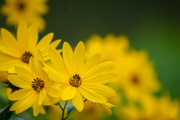 Beautiful Black-eyed Susan (Rudbeckia hirta) blossoms in the summer sun.
