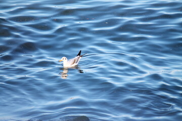 seagull on the water