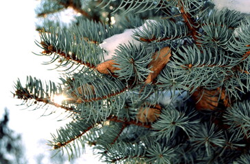Naklejka na ściany i meble Spruce branch. Beautiful branch of spruce with needles. Christmas tree. Green spruce. Spruce close up.