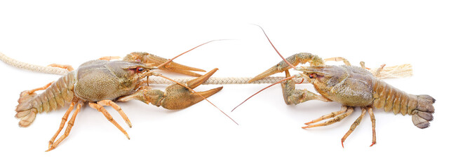 Two green crayfish look at each other and pull the rope.