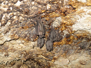 bats in a cave close to the Bay of Pigs, Cuba, November