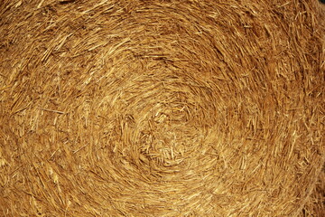 Texture of rolled straw, golden cereal straw on a sunny field