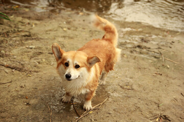 Corgi dog after swimming in the river, summer, red-haired cute friend on a walk outside the city