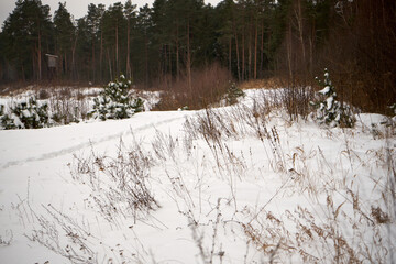 zimowe drzewa,łąka