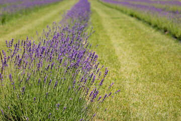 Lavender Plant in a Straight Row