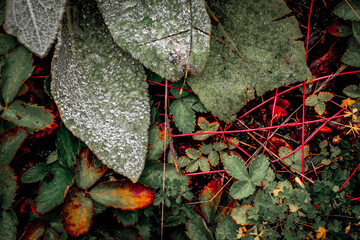 Frost and Strawberry Shoots