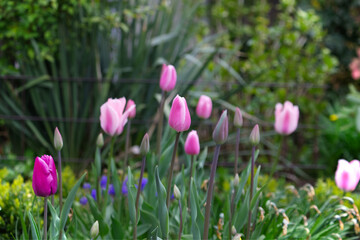 tulip flowers in garden with bright colors	
