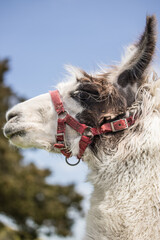 llama