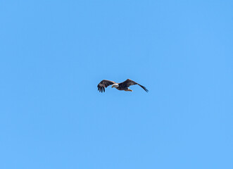 Bald Eagle in Flight