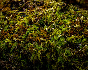 Moss