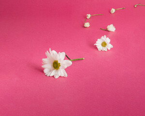 pink flowers on a wooden background