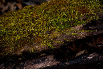 Moss Spreading