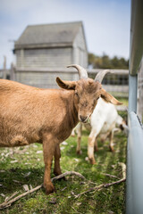 goat on the farm