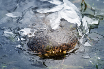 Alligator frozen in ice. Only the nose is visible. Brazos Bend State Park,  Texas, USA