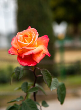 Amazing orange rose in Bagh-E-Bahu garden