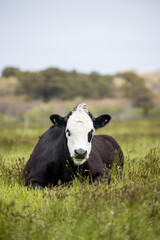 black and white cow