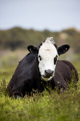 black and white cow sitting