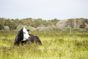 sitting cow
