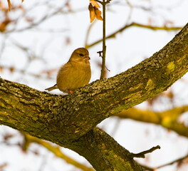 Bird on a branch. European greenfinch (Chloris chloris) In Polish: Dzwoniec