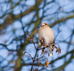 The hawfinch (Coccothraustes coccothraustes) on a branch (in Polish: grubodziób)