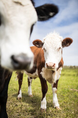 cows and calf