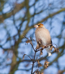 The hawfinch (Coccothraustes coccothraustes) on a branch (in Polish: grubodziób)