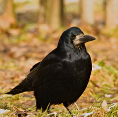 The rook (Corvus frugilegus). in the park (in Polish: Gawron)	