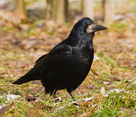 The rook (Corvus frugilegus). in the park (in Polish: Gawron)	