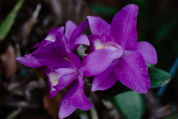 Selective focus shot of beautiful purple cattleya orchids - obrazy, fototapety, plakaty