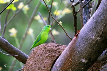 green winged macaw