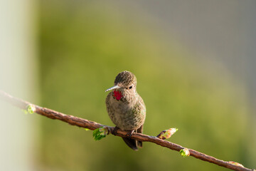 female Anna's hummingbird