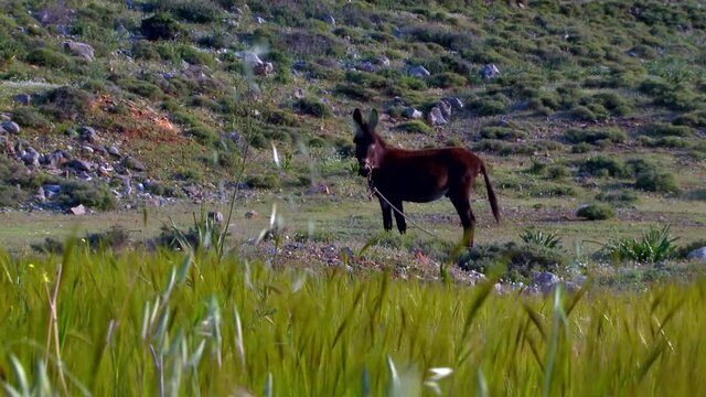 Rhodes Lindos Greece a donkey grazing in the field