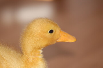 duck