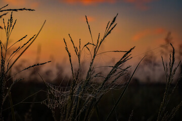 Sunrise Spiderwebs
