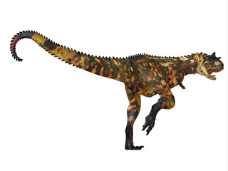Fototapeta premium Carnotaurus Dinosaur Tail - Carnotaurus was a carnivorous theropod dinosaur that lived in Patagonia and Argentina during the Cretaceous Period.
