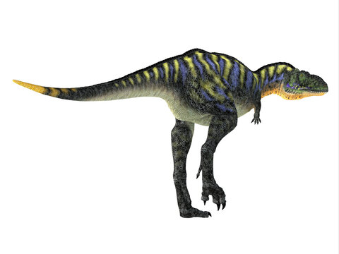 Aucasaurus Dinosaur Tail - Aucasaurus was a carnivorous theropod dinosaur that lived in Argentina during the Cretaceous Period.