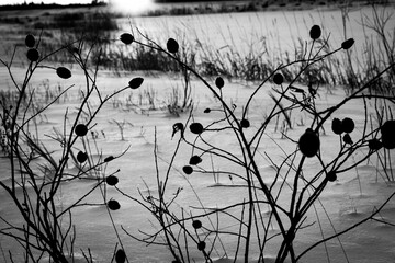 Winter Roses B&W